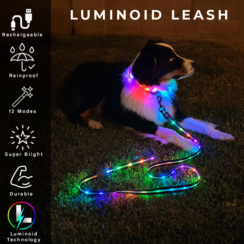 Glow in the dark dog lead best sale