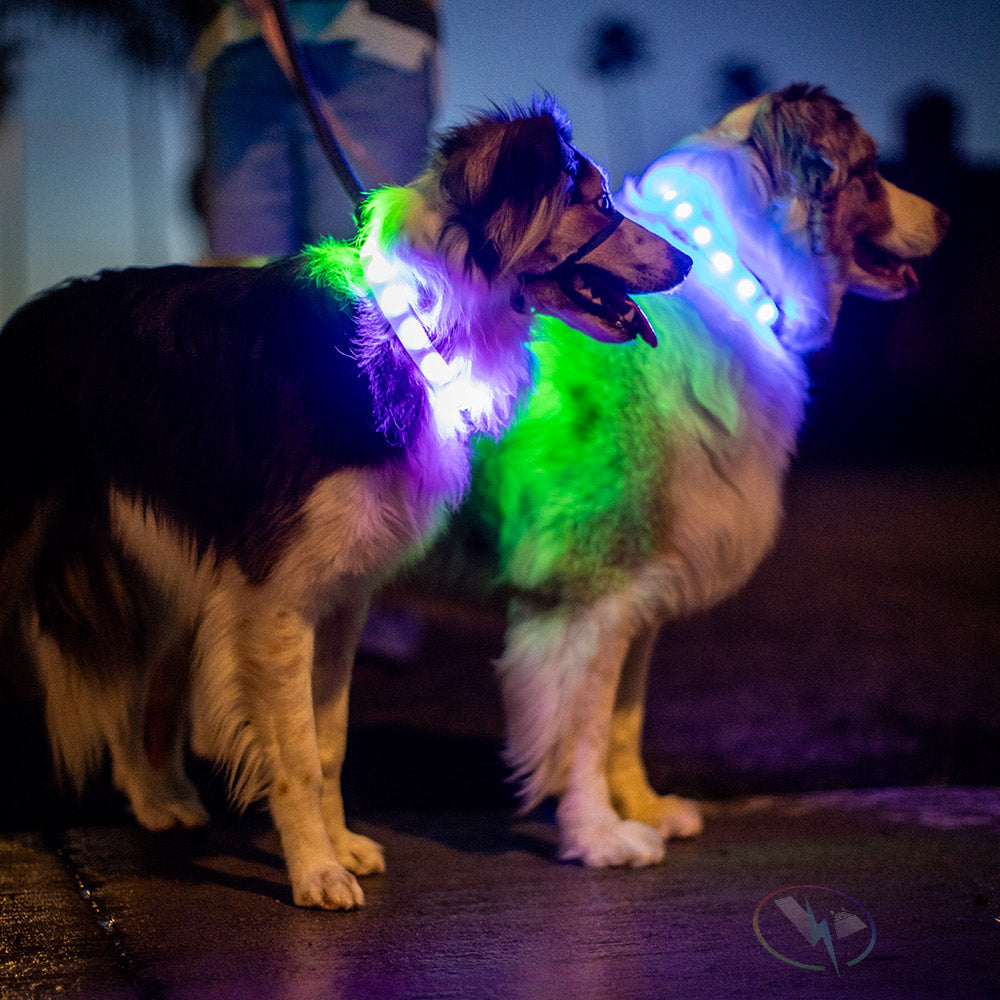 Luminoid LED Dog Collar - Bluetooth - App Control