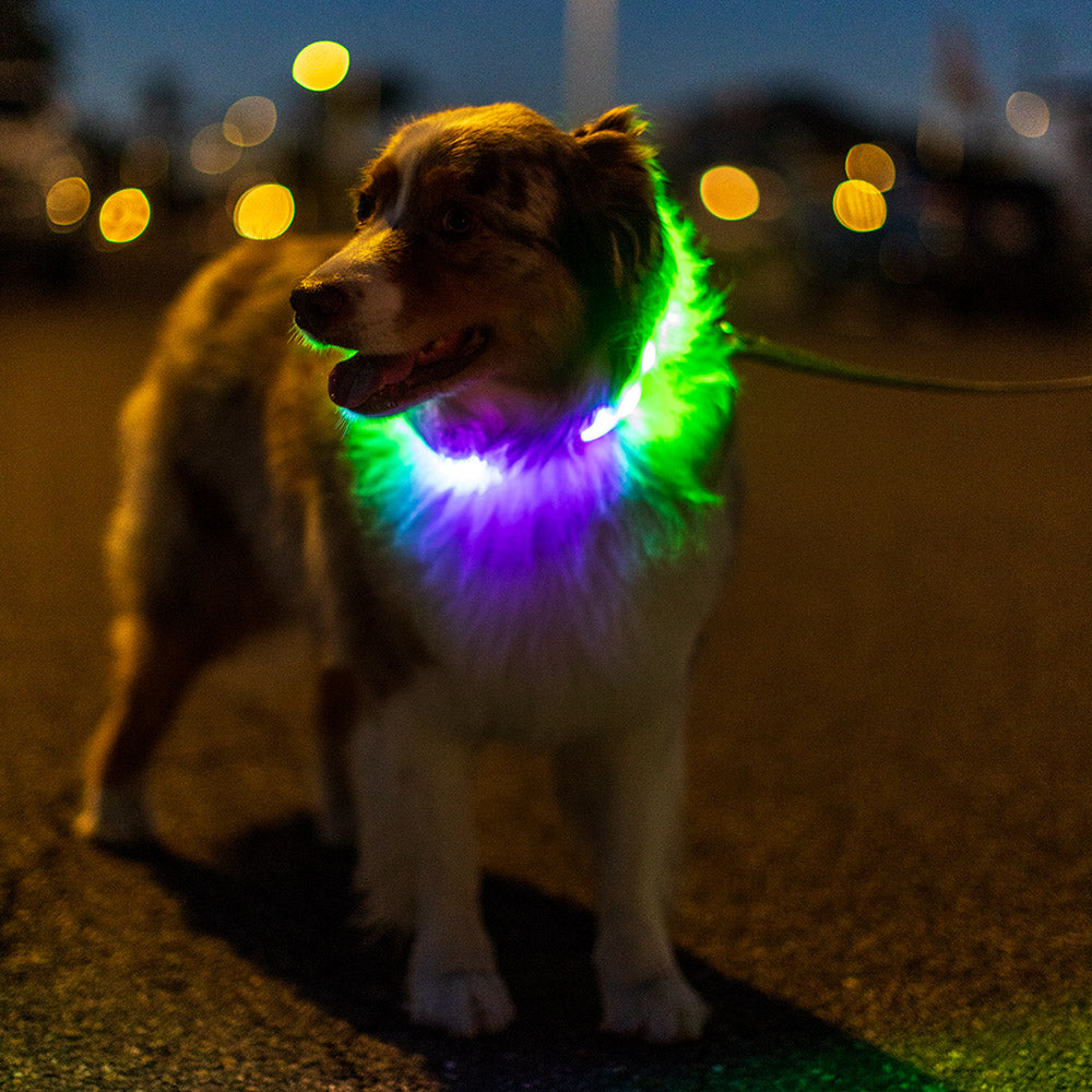 Luminoid LED Dog Collar - Bluetooth - App Control