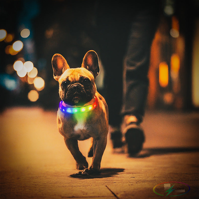 Luminoid LED Dog Collar - Bluetooth - App Control