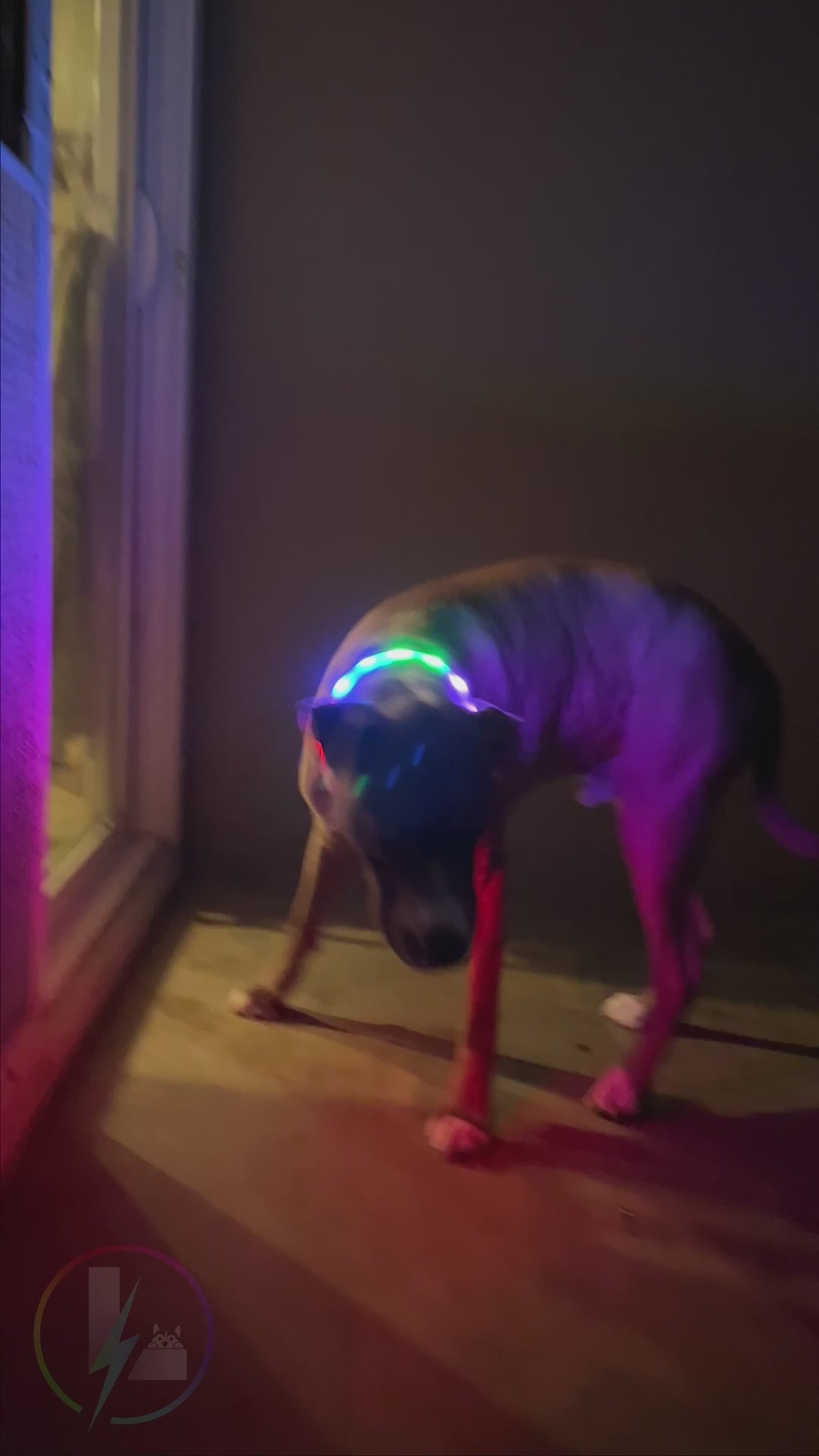 Luminoid LED Dog Collar - Bluetooth - App Control