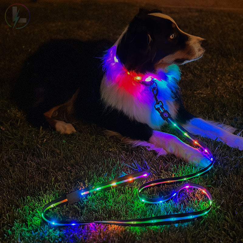 Animal Collar Pink Light Up Dog Collar Spencer LED Light Up Dog